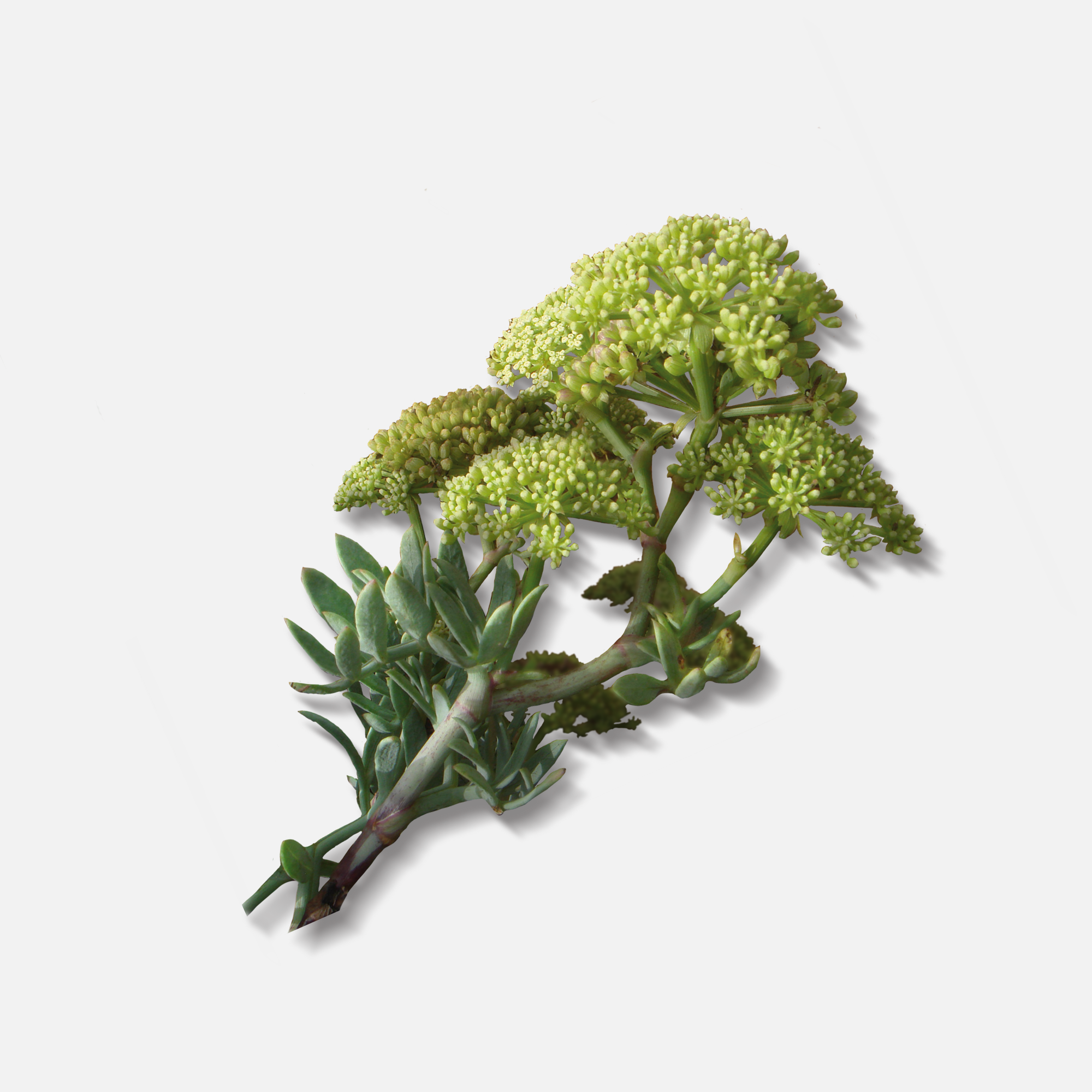 Cell Plus- Booster Anticelulitis 200 ml - ebeauty